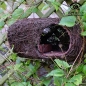 Preview: Nester Brushwood Rotkehlchen